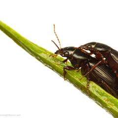 MYN Ground Beetles - Curtonotus aulicus 